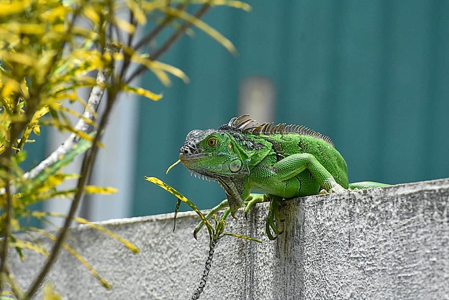 iguana, verde, réptil, animal, fauna