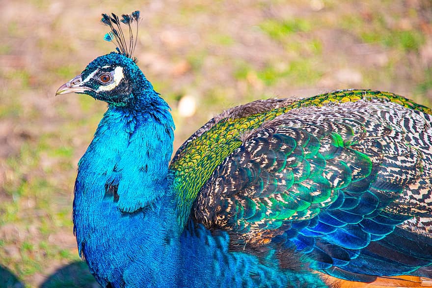 Bird, Peacock, Ornithology, Species, Fauna, Avian, Animal, Wildlife, Feathers, Turquoise, Peacock Feathers