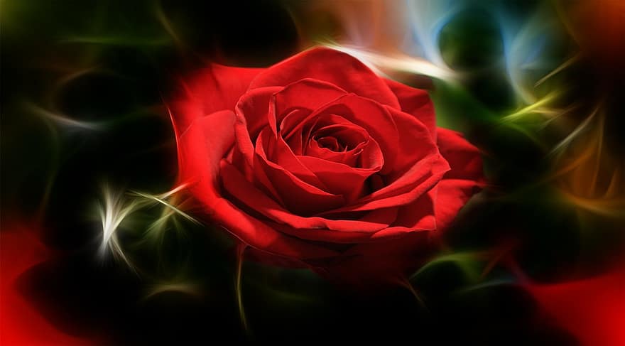 roos, liefde, geluk, dank je, flora, groet, wenskaart, ansichtkaart, Valentijnsdag, romance, romantisch