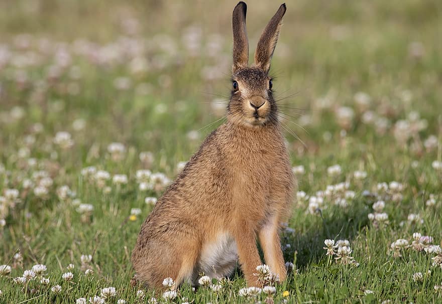fiatal nyúl, nyulacska, mezei nyúl, Baby Hare, fű