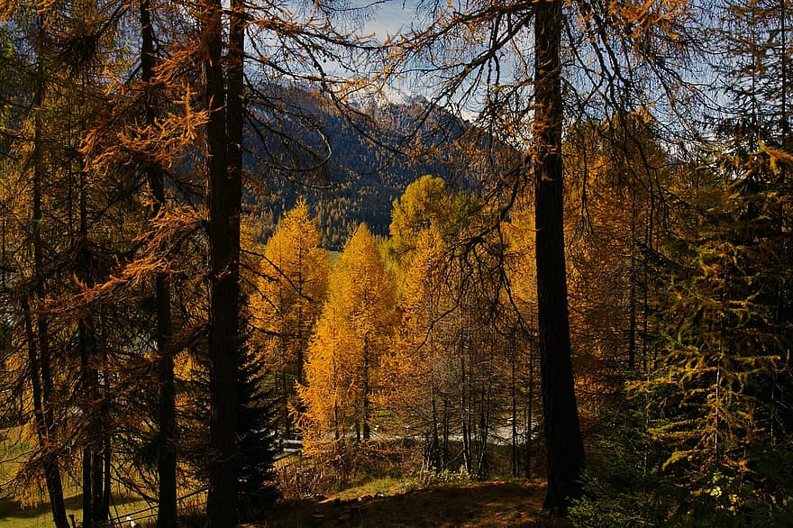 森林、木、山、モミの木、秋、風景、シーズン、森の中、葉、黄、緑色
