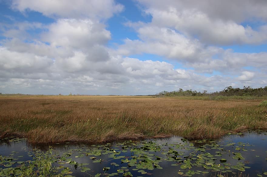 Everglades, zonă umedă, mlaştină, natură, pășune, parc național, vară, apă, albastru, peisaj, rural