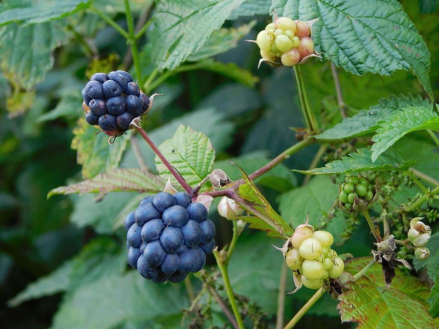 Blackberry, buah-buahan, beri, taman, alam, daun, buah, pertanian, anggur, kesegaran, merapatkan