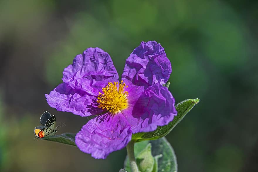 Grey-leaved Cistus, Flower, Butterfly, Insect, Plant, Petals, Spring, Nature, close-up, summer, green color