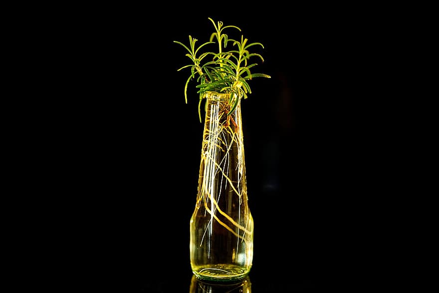 herbe, Romarin, les racines, croissance, décoration, jeune arbre, fermer, jaune, objet unique, aliments, verre