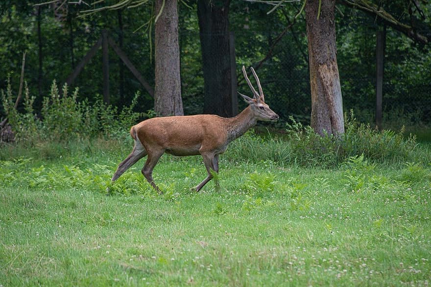 deer, animal, wildlife, nature, outdoors, mammal, animals in the wild, grass, forest, tree, horned