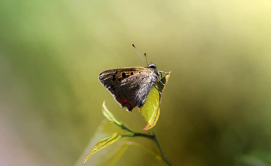 Schmetterling, Insekt, Blatt, Natur, Makro, Sommer-, Flügel, Schmetterlinge, czerwończyk Sorten