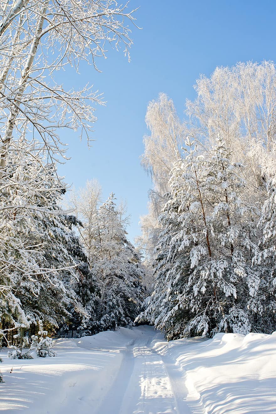 冬、森林、シベリア、風景、自然、雪、松林、木、シーズン、霜、青