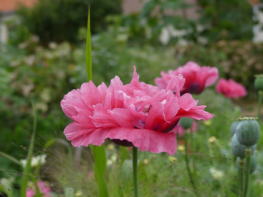 las flores, Flores rosadas, amapolas, jardín