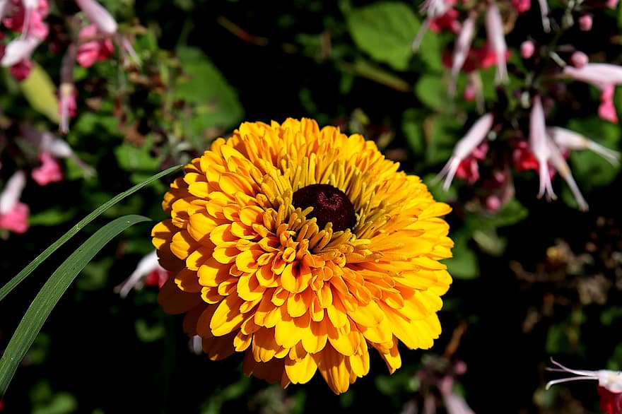 Dahlie, Blume, gelbe Dahlie, gelbe Blume, gelbe blütenblätter, blühen, Flora, Blumenzucht, Garten, Gartenbau, Botanik