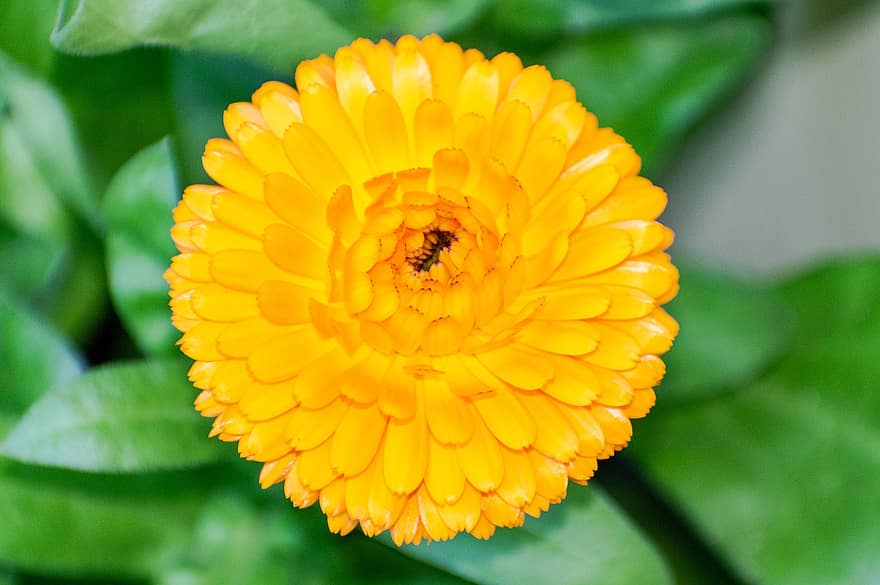 flor amarilla, caléndula, jardín, de cerca, flor, naturaleza