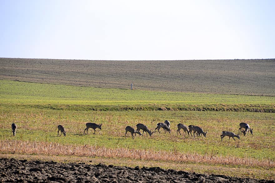 rusa, kawanan, merumput, bidang, mamalia, margasatwa, padang rumput, pemandangan, rumput