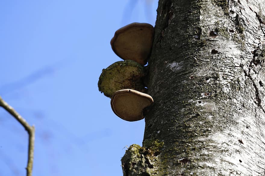 древесный гриб, микология, грибок, рост, дерево, поганка, природа, закрыть, baumschwamm, текстура, крупный план