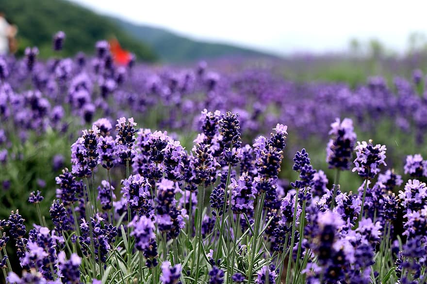 lavender, bunga-bunga, tanaman, berkembang, mekar, tanaman berbunga, flora, bidang, padang rumput bunga, perkebunan, alam