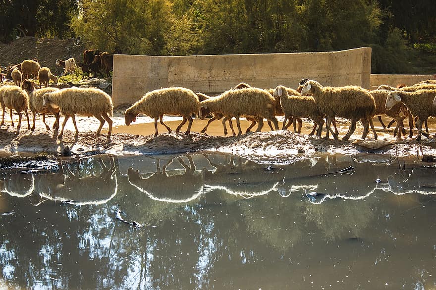 Газа, овца, река