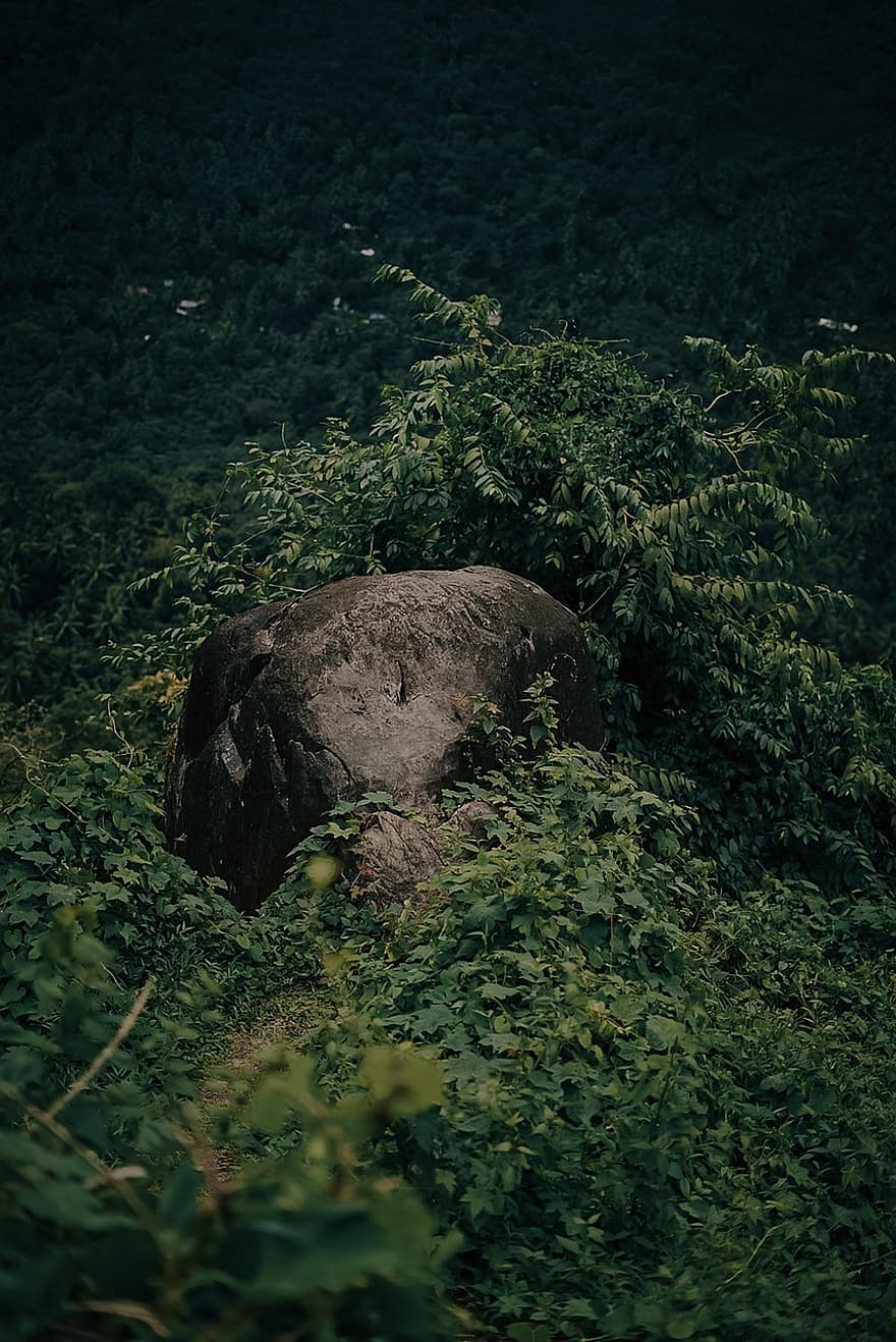las, ściółka, tło, wayanad, Kerala, Indie