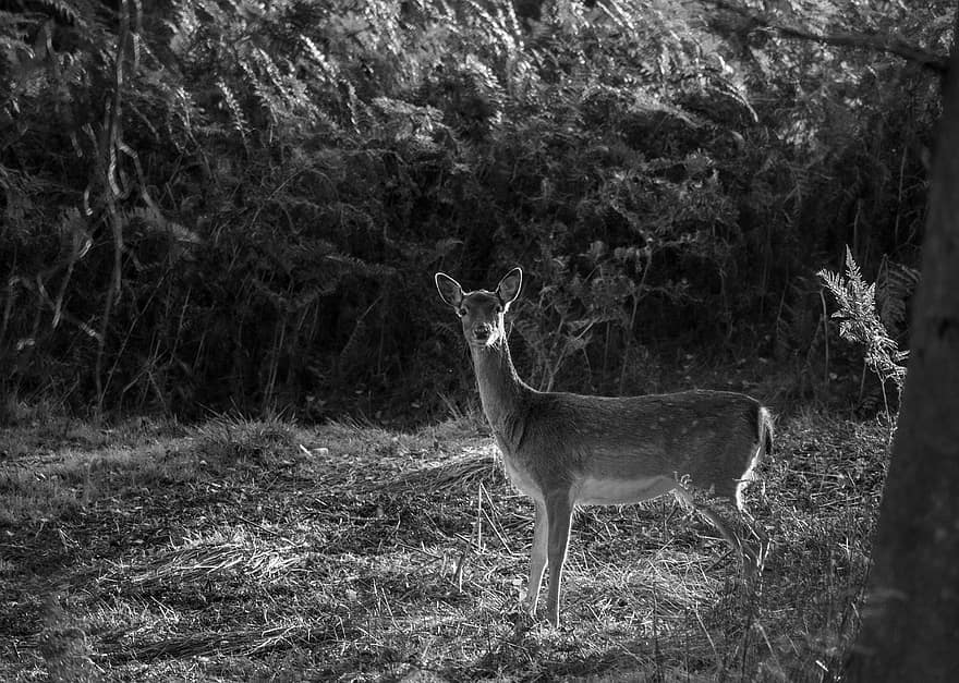 Deer, Animal, Forest, Mammal, Nature, Wildlife, Wild Animal, Fallow Deer, Wildlife Photography, Woods, Wild