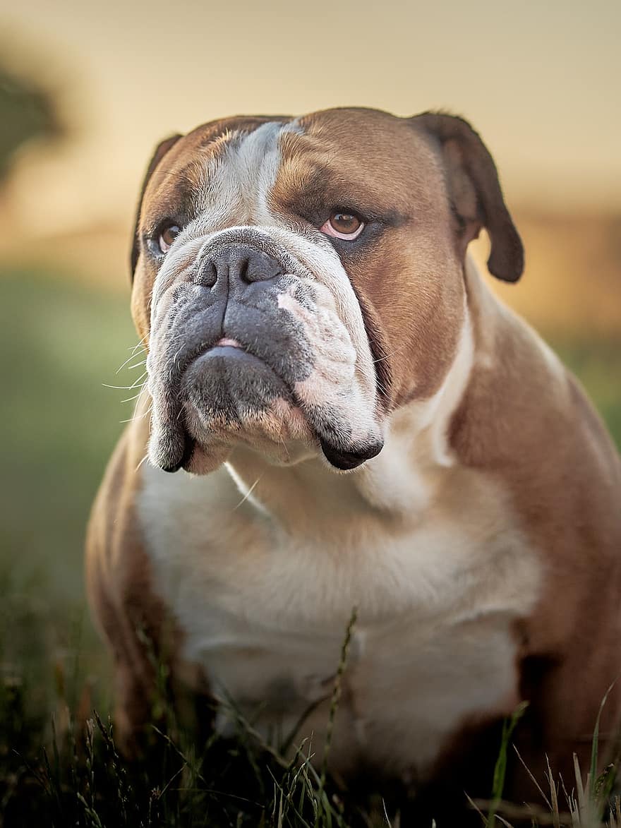 Bulldog Angielski, pies, buldog, zwierzę domowe, psi, zwierzę, zwierzęta domowe, uroczy, szczeniak, pies rasowy, trawa