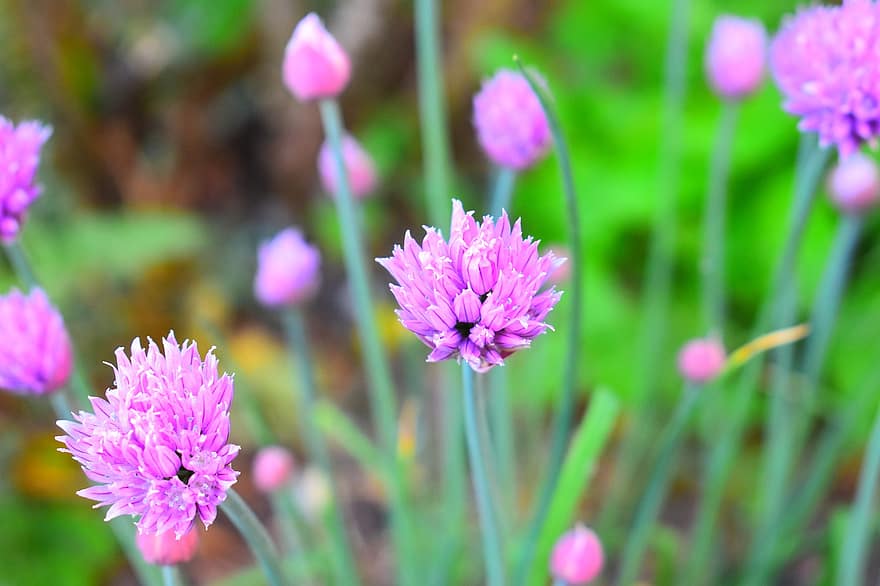 Flowers, Chive, Herbs, Aromatic, Violet, Purple, Garden, Spring, Botany, Growth