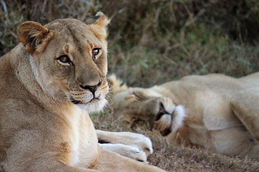 lejon, djur-, lioness, däggdjur, rovdjur, vilda djur och växter, safari, Zoo, natur, djurliv fotografering, vildmark