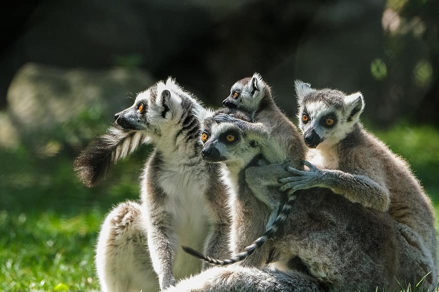 gredzenveida lemurs, lemurs, grupai, mazulis, zīdītājiem, dzīvnieki, kucēns, bērnu lemurs, savvaļas dzīvnieki