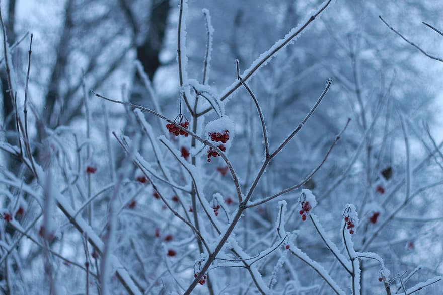 Neujahr, Weihnachten, schneebedeckt, Frost, kalt, russischer Winter, Russland, Winter