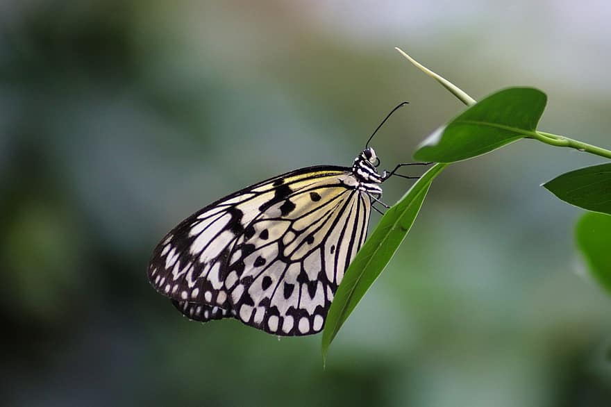 пеперуда, насекомо, крилато насекомо, крила на пеперуда, фауна, природа, едър план, макро, зелен цвят, лято, многоцветни