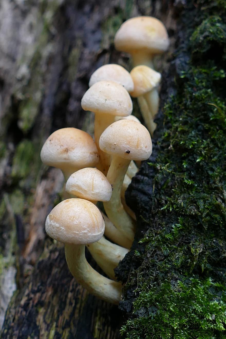 гриб, пластинчатый гриб, плесень, Флора, осень, влажный