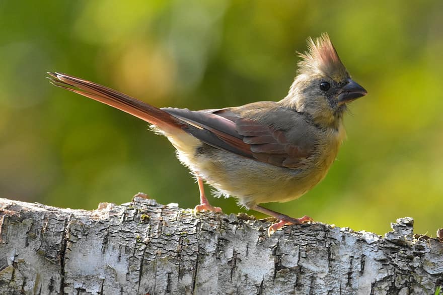 cardenal del norte femenino, pájaro, posado, pájaro posado, plumas, plumaje, Cra, aviar, ornitología, observación de aves, mundo animal