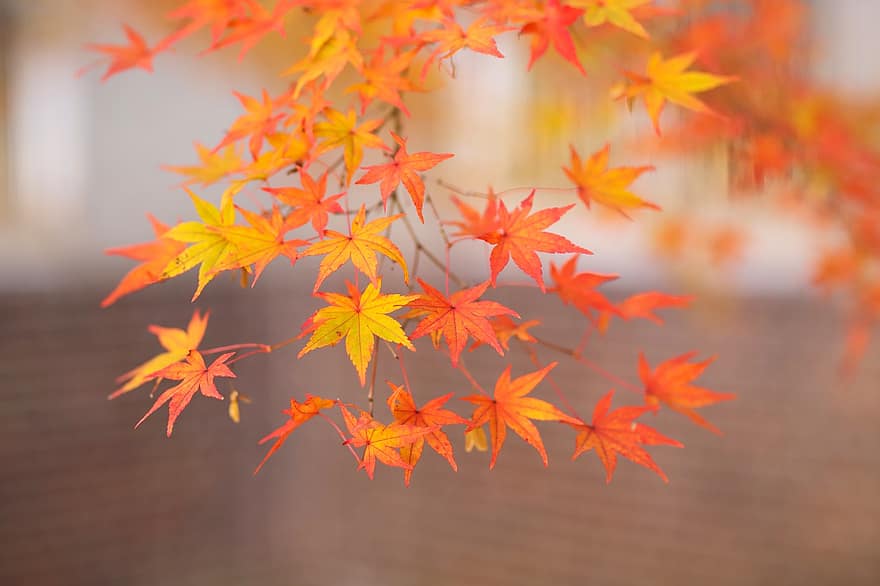 ősz, őszi levelek, juharfa, természet, ragyogás, levél növényen, sárga, többszínű, évszak, élénk színű, narancsszín