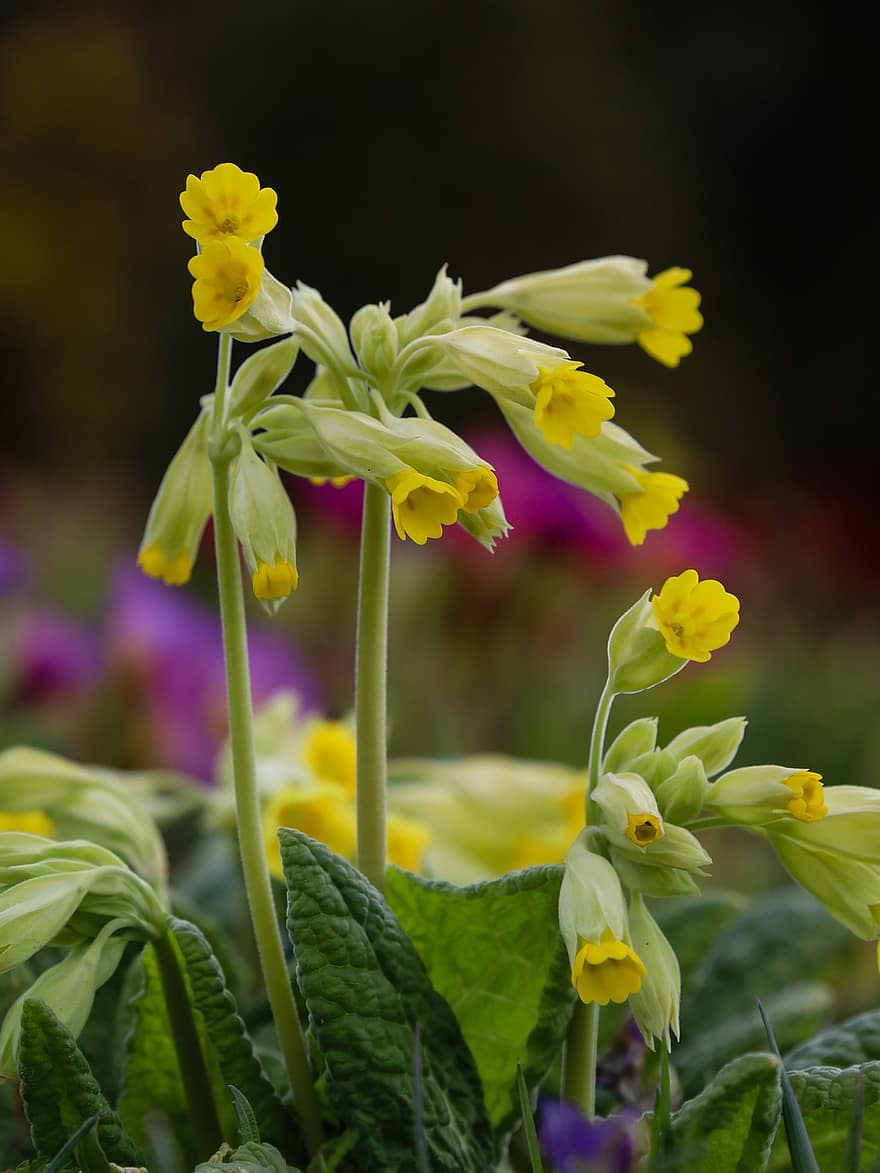 prímula, Prímula común, Primrose prímula, Flores amarillas, jardín, naturaleza, de cerca, flor, planta, verano, cabeza de flor