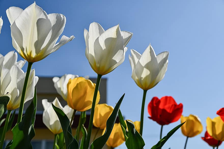 tulipány, květiny, zahrada, Příroda, rostlin, jaro, květ, letní, tulipán, rostlina, květu hlavy