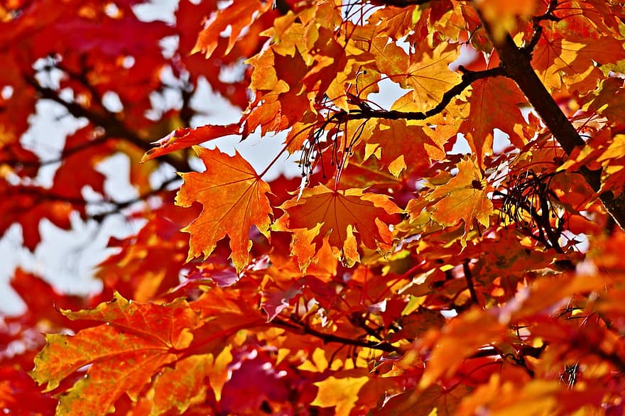 Daun-daun, dedaunan, pohon, maple, jatuh, dedaunan musim gugur