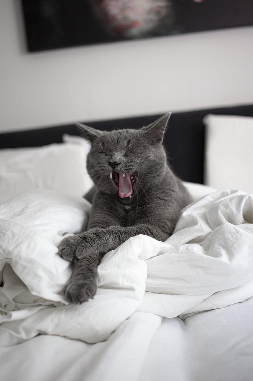 kucing, menguap, tempat tidur, membelai, lelah, ngantuk, hewan, kucing rumahan, licik, mamalia, imut