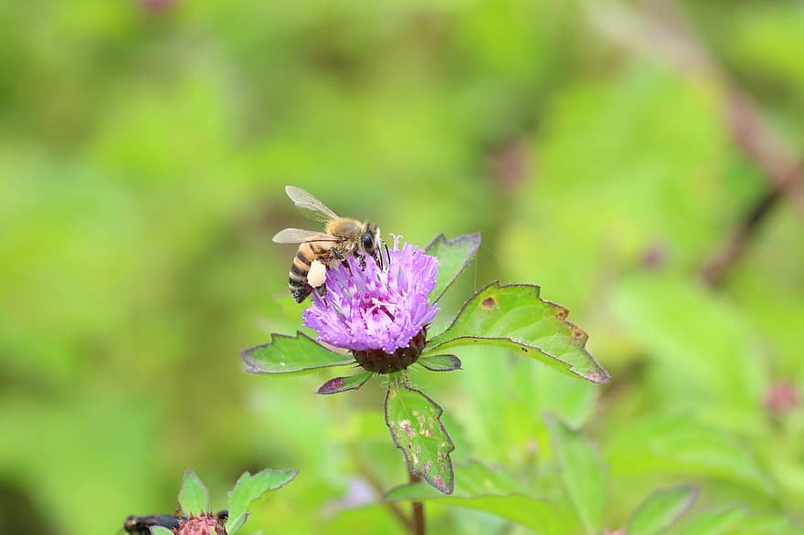 abeille, insecte, fleur, animal, nectar, pollinisation, jardin, la nature
