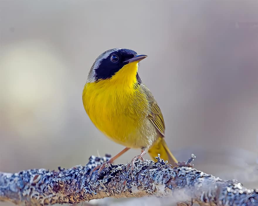 Yellowthroat comum, pássaro, animal, toutinegra, animais selvagens, plumagem, ramo, empoleirado, ornitologia, observação de pássaros, natureza