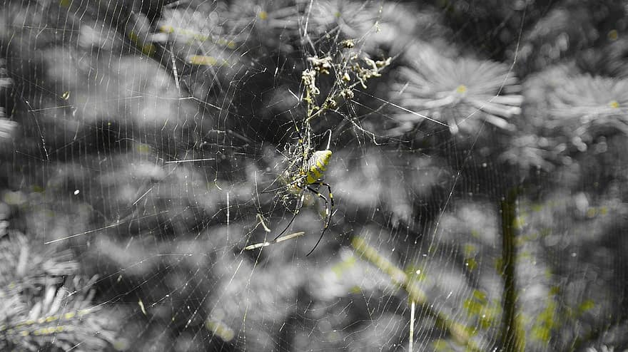 zirneklis, zirnekļa tīkls, kukaiņi, tuvplāns, fona, kritums, lietus, slapjš, sezonā, raindrops, mežs