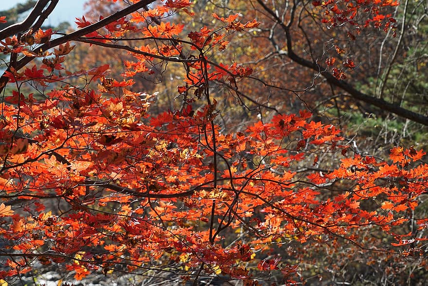 पत्ते, मेपल के पेड़, पतझड़, वन, गंगवोन प्रांत, दक्षिण कोरिया