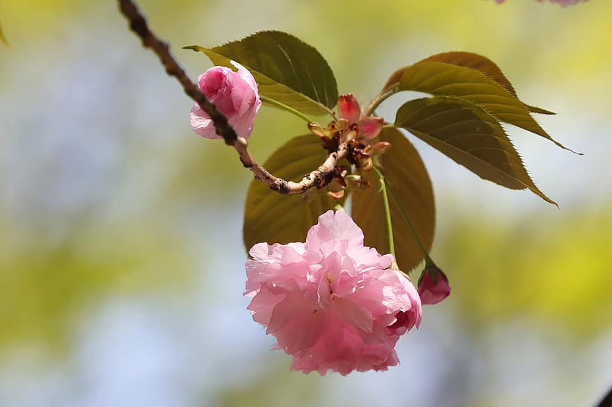 fiori di ciliegio, fiori, primavera, fiori rosa, sakura, fioritura, fiorire, ramo, albero, natura