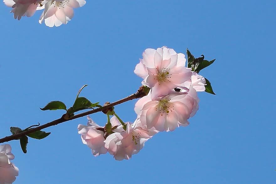 sakura, třešňové květy, růžové květy, květiny, jaro, květ, detail, rostlina, květu hlavy, okvětní lístek, list