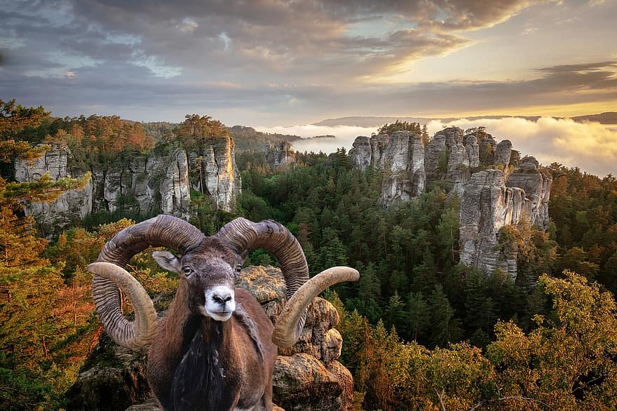 βουνά πρόβατα, ζώο, βουνά, Αργαλή, Altai Argali, άγρια ​​πρόβατα, πρόβατο, κέρατα, θηλαστικό ζώο, άγρια ​​ζωή, δέντρα