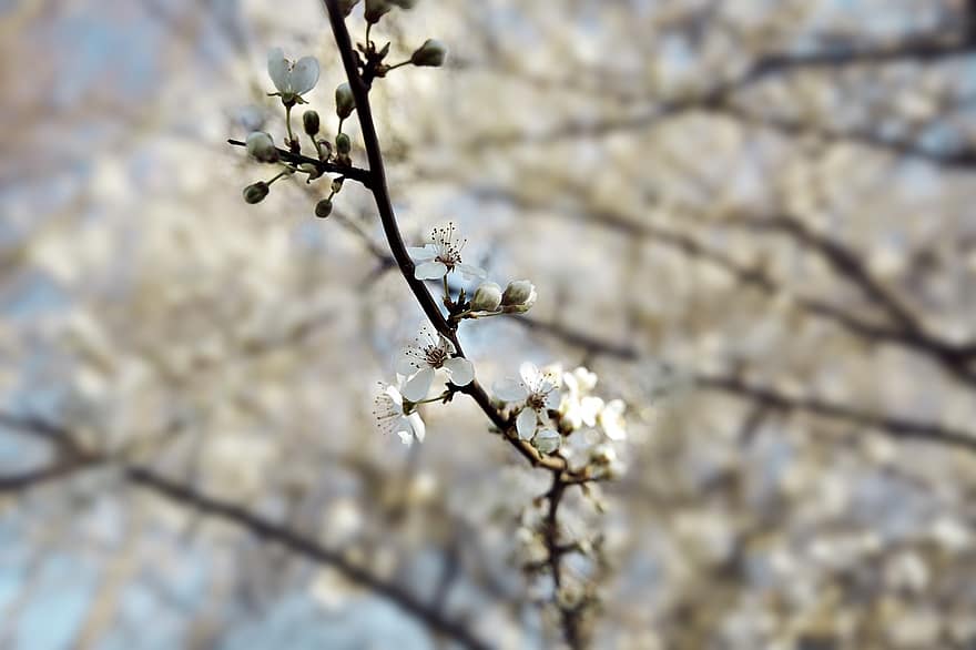 bílý, květiny, třešňové květy, strom, Příroda, jaro, kvetoucí, Pozadí
