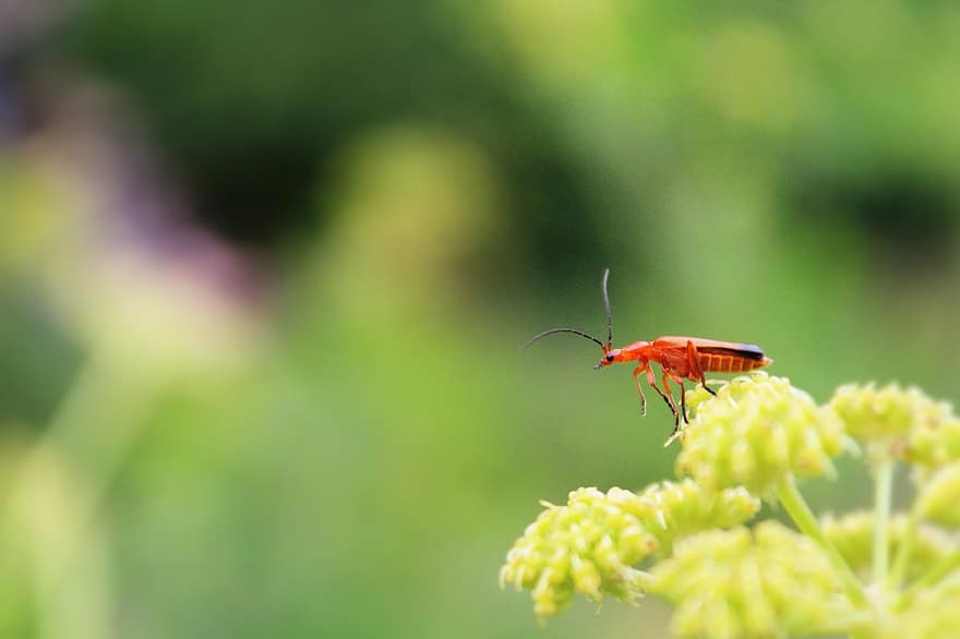 kumbang, serangga, menanam, kumbang prajurit merah, hewan, padang rumput, alam