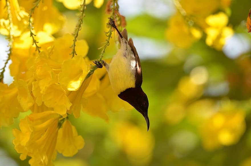 นก, นกที่เล็กที่สุดของโลก, เขตร้อน, แปลกใหม่, พฤกษา, สีเหลือง, สาขา, ใกล้ชิด, จะงอยปาก, ขน, ต้นไม้