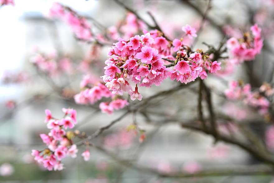 flores, sakura, cerasus campanulata, Flor de cerejeira, pétalas, botões, ramo, cor rosa, flor, Flor, cabeça de flor