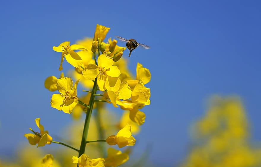 méh, rovar, termékenyít, beporzás, szárnyas rovar, szárnyak, természet, repce, sárga virág, virágok, sárga