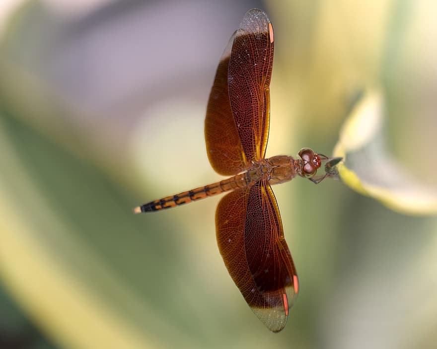 dragonfly, insekt, anlegg, vinger