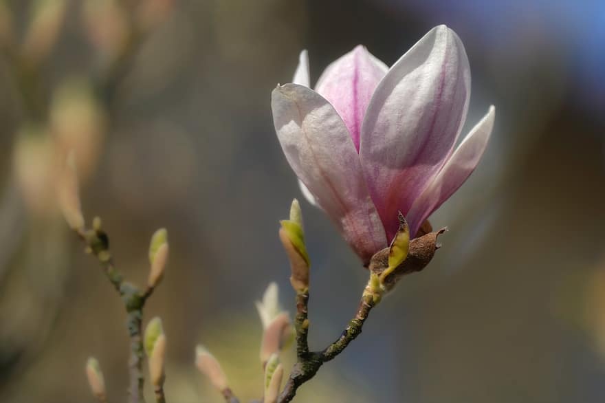 magnolia, fiore bianco, fiore di magnolia, fiorire, fioritura, fiore, albero di magnolia, primavera
