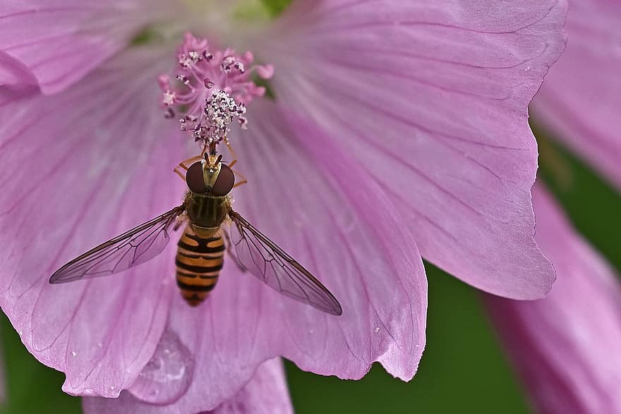 Blossom, Hoverfly, Bloom, Mallow, Purple, Garden, Summer, Close Up, Bright, Pointed Flower