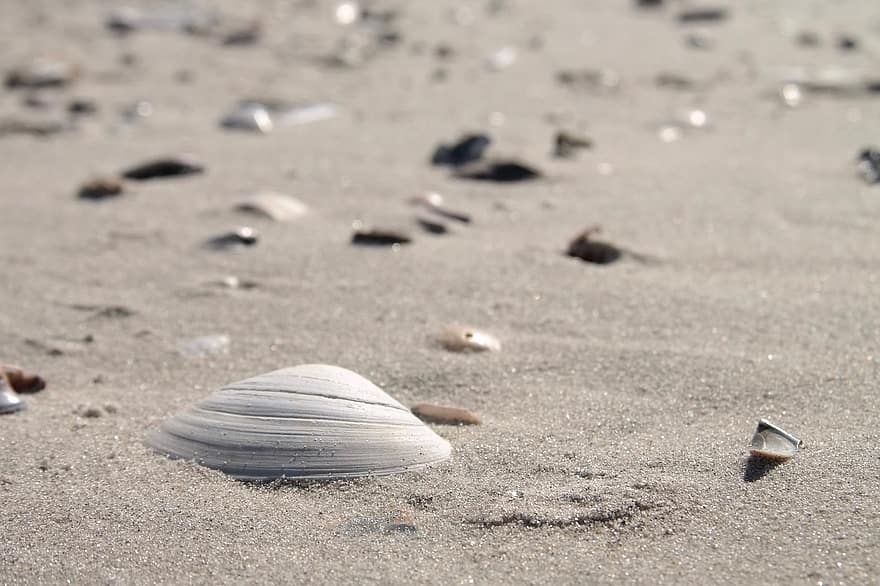 Strand, shell, sand, hav, sommer